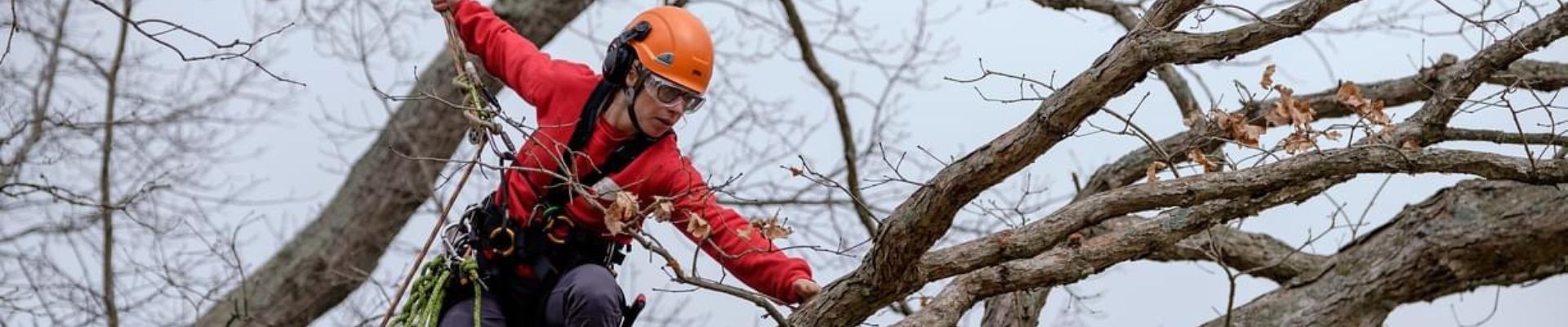 Arborist South Sydney