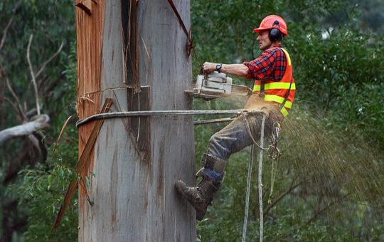 Arborists South Sydney