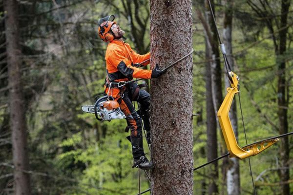 Arborists South Sydney