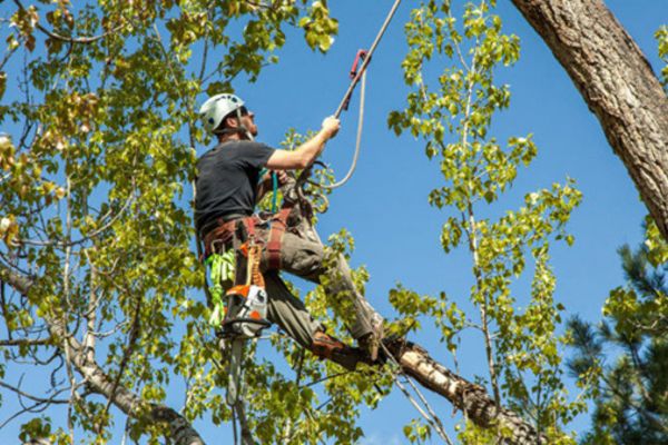 Arborist South Sydney