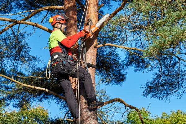 Expert Arborists Report