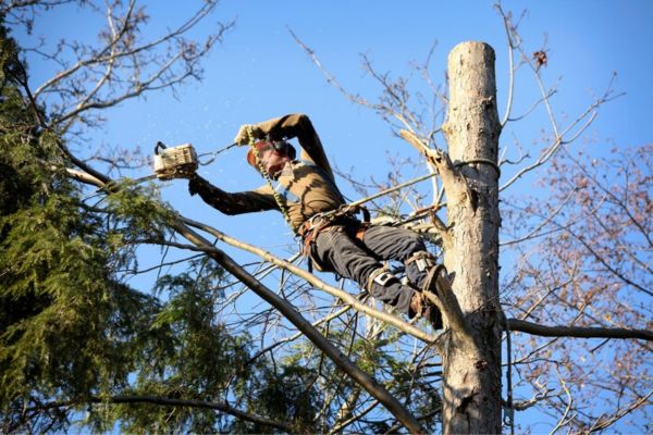 Expert Arborists