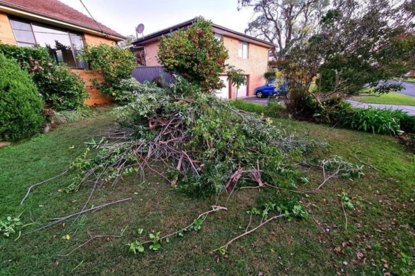 Green Waste Removal Near Me