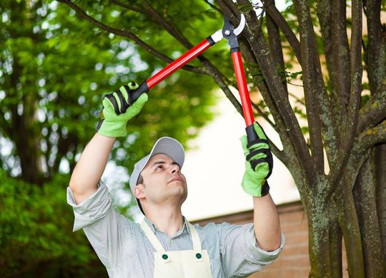 Tree Shaping Near Me