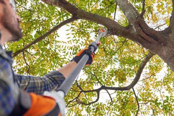 Tree Pruning Near Me
