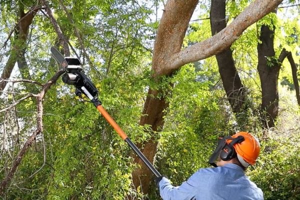 Tree Pruning Near Me