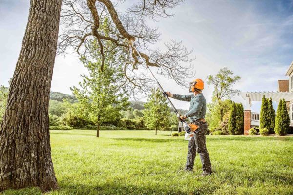 Tree Shaping Near Me