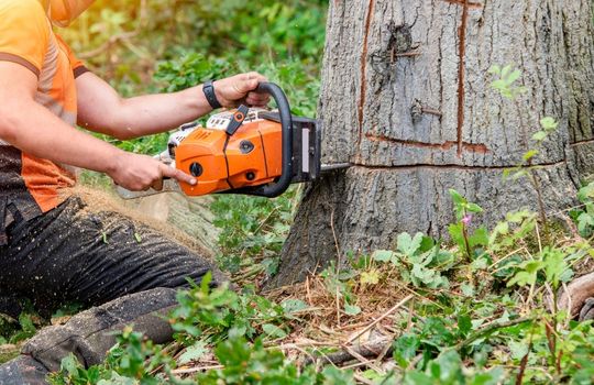 Tree Cutting Services Near Me
