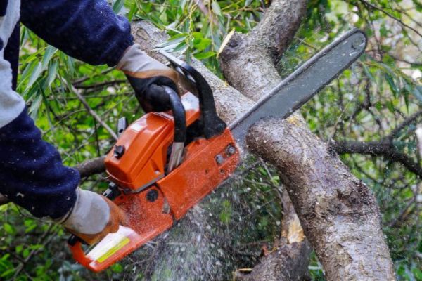 Tree Cutting Near Me