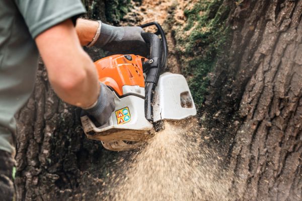 Tree Cutting Services Near Me