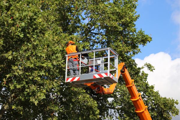 Tree Cutting Near Me