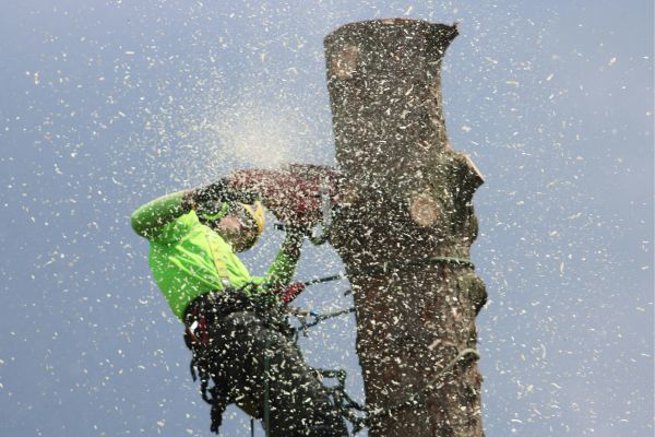 Tree Cutting Services Near Me