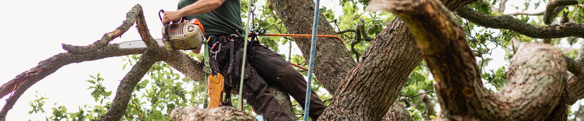 Tree Removal Near Me