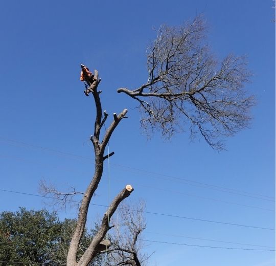 Tree Removal Near Me