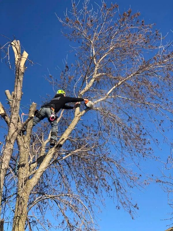 Tree Removal Services Near Me