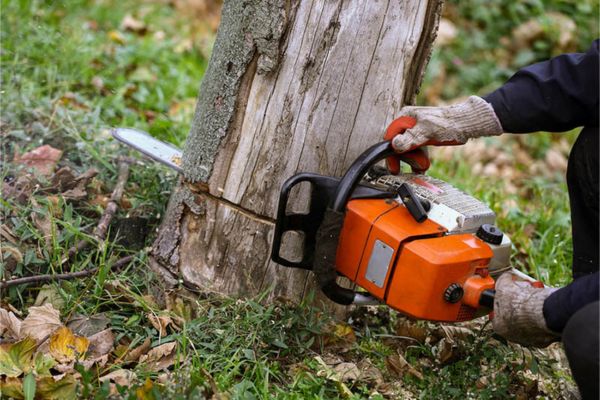 Tree Removal Services Near Me