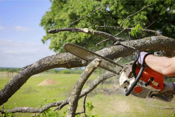 Tree Removal Near Me