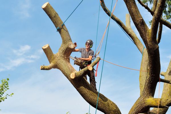 Tree Removal Services Near Me