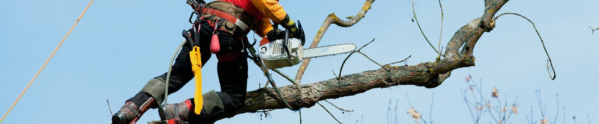 Tree Surgeon Near Me