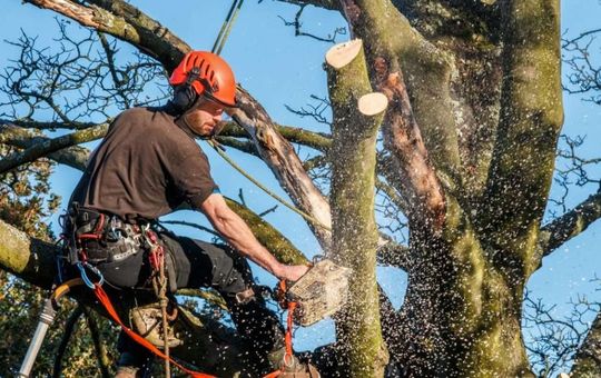Tree Care Near Me