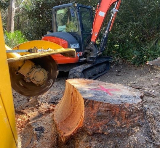 Stump Removal Near Me