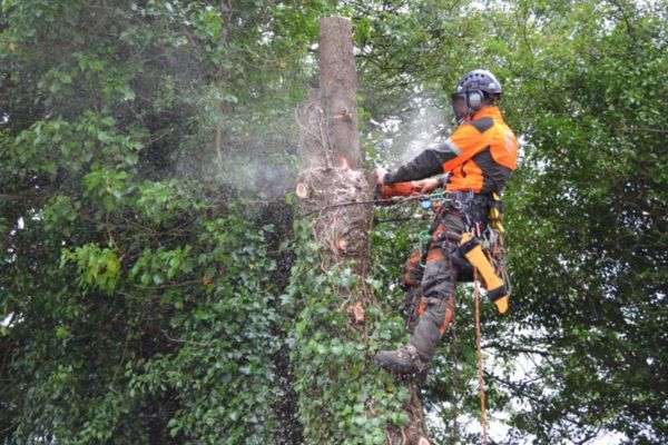 Tree Surgeon Near Me