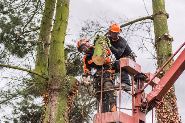 Tree Care Near Me