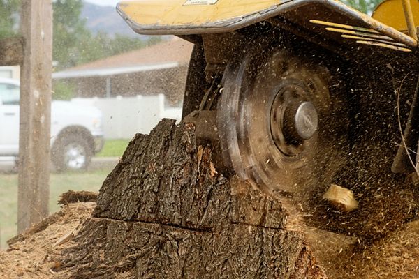Stump Removal Near Me