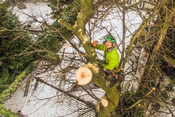 Tree Surgeon Near Me