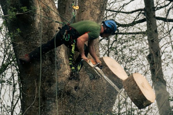 Tree Care Near Me