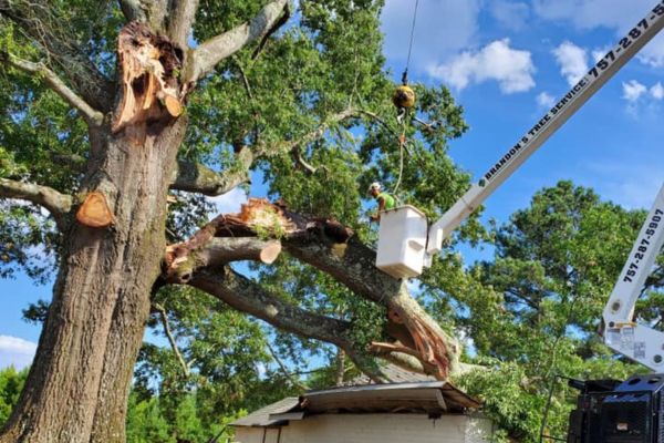 Tree Surgeon Near Me