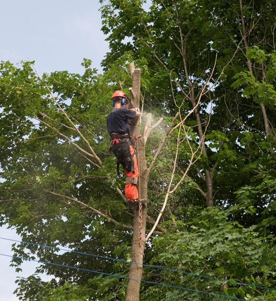 Tree Removal Near Me